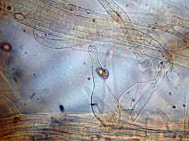 Galerina da deteminare n�11.